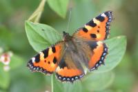 Aglais urticae