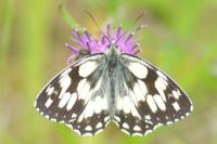 Melanargia galathea