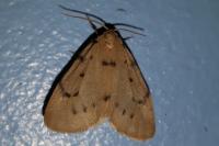 Paidia rica