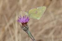 Colias crocea