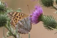 Argynnis paphia
