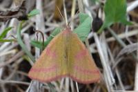 Lythria purpuraria
