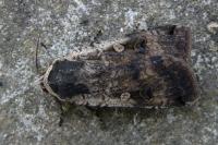 Noctua pronuba