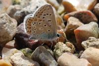 Polyommatus icarus