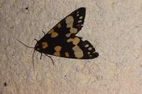 Callimorpha dominula