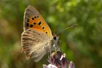 Lycaena phlaeas