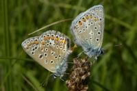 Polyommatus icarus