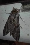 Agrius convolvuli