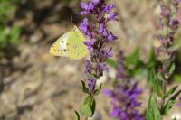 Colias crocea