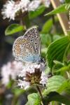 Polyommatus icarus