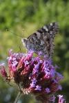 Vanessa cardui