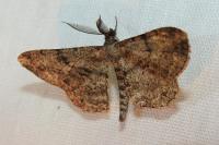 Peribatodes rhomboidaria