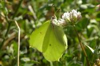 Gonepteryx rhamni