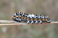 Papilio machaon
