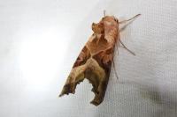 Phlogophora meticulosa