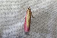 Oncocera semirubella