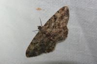 Peribatodes rhomboidaria