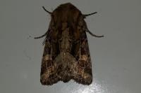 Luperina dumerilii