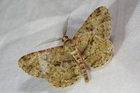 Peribatodes rhomboidaria