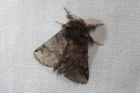 Thaumetopoea processionea