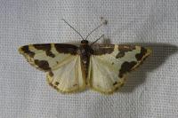 Lomaspilis marginata