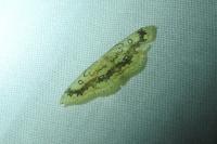 Cyclophora annularia