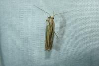 Ancylolomia tentaculella