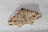 Macaria alternata
