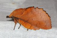 Gastropacha quercifolia