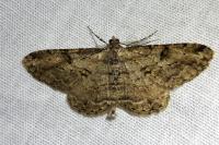 Peribatodes rhomboidaria