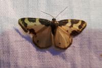 Lomaspilis marginata