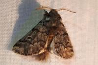 Thaumetopoea pityocampa