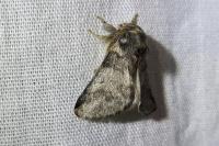 Thaumetopoea processionea