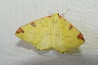 Opisthograptis luteolata