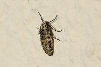 Erannis defoliaria