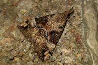 Hypena obsitalis