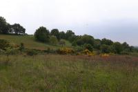 Eriogaster lanestris