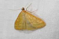 Sitochroa verticalis