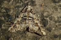 Agriopis leucophaearia