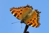 Nymphalis polychloros