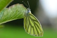 Pieris napi