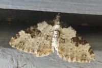 Xanthorhoe fluctuata