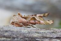 Phlogophora meticulosa
