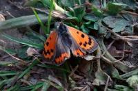 Lycaena phlaeas