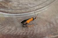 Schiffermuelleria schaefferella