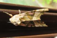 Phlogophora meticulosa