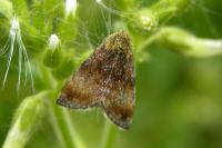 Panemeria tenebrata