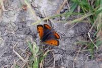 Lycaena phlaeas