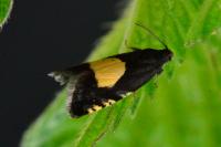 Pammene trauniana