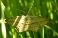 Timandra comae